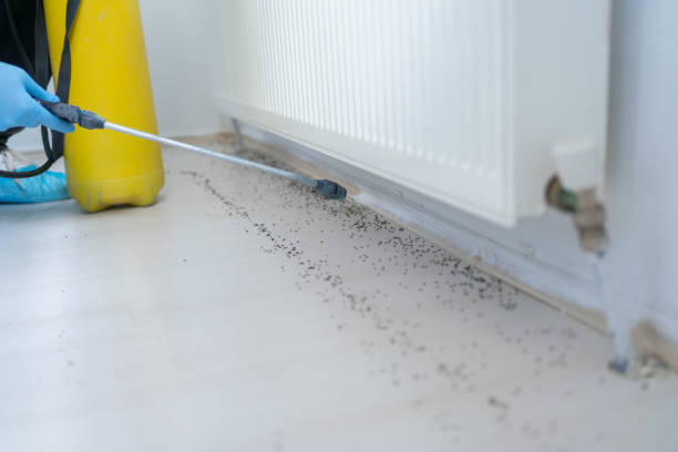 Best Residential Pest Control  in Driggs, ID