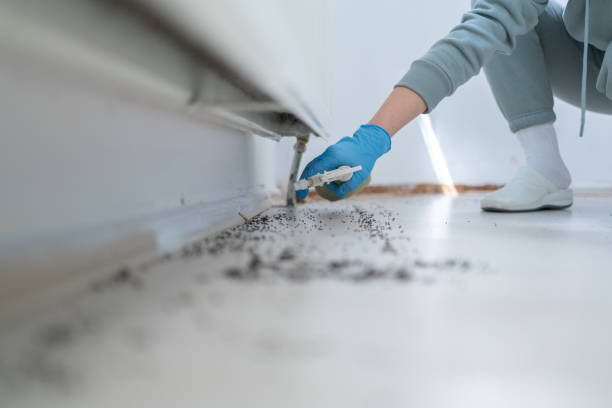 Best Cockroach Control Services  in Driggs, ID